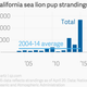 Image for article titled An unusually warm patch of ocean is starving thousands of baby sea lions
